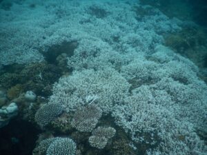 Bleaching at Anjouan Island Comoros April 2016 Zamil Manfou