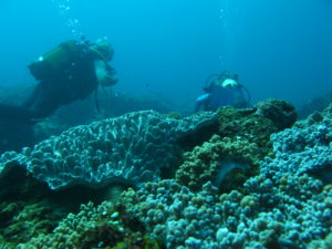 Credit Ezemvelo KZN Wildlife dive trip north coast april 2010 091