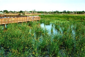 Wastewater Treatment Wetland